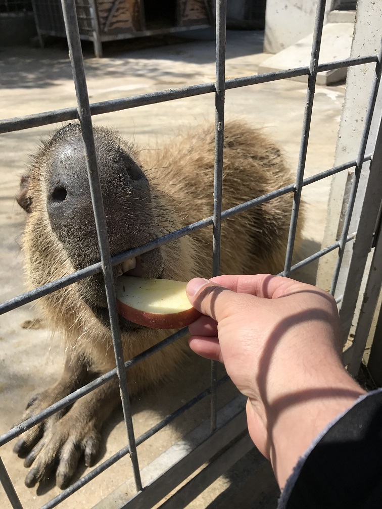 リンゴを食べる動物